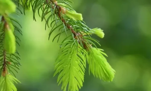 Kiedy warto sięgnąć po jasny miód spadziowy?