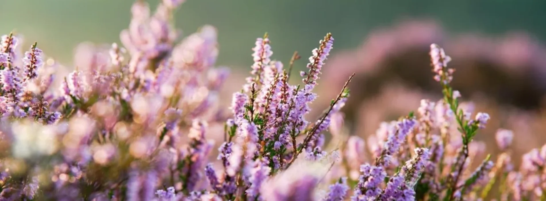 Miód wrzosowy – właściwości, które wyróżniają go spośród innych miodów