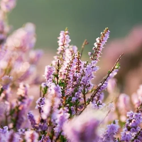 Miód wrzosowy – właściwości, które wyróżniają go spośród innych miodów